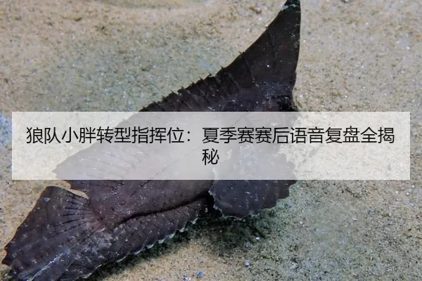 狼队小胖转型指挥位：夏季赛赛后语音复盘全揭秘